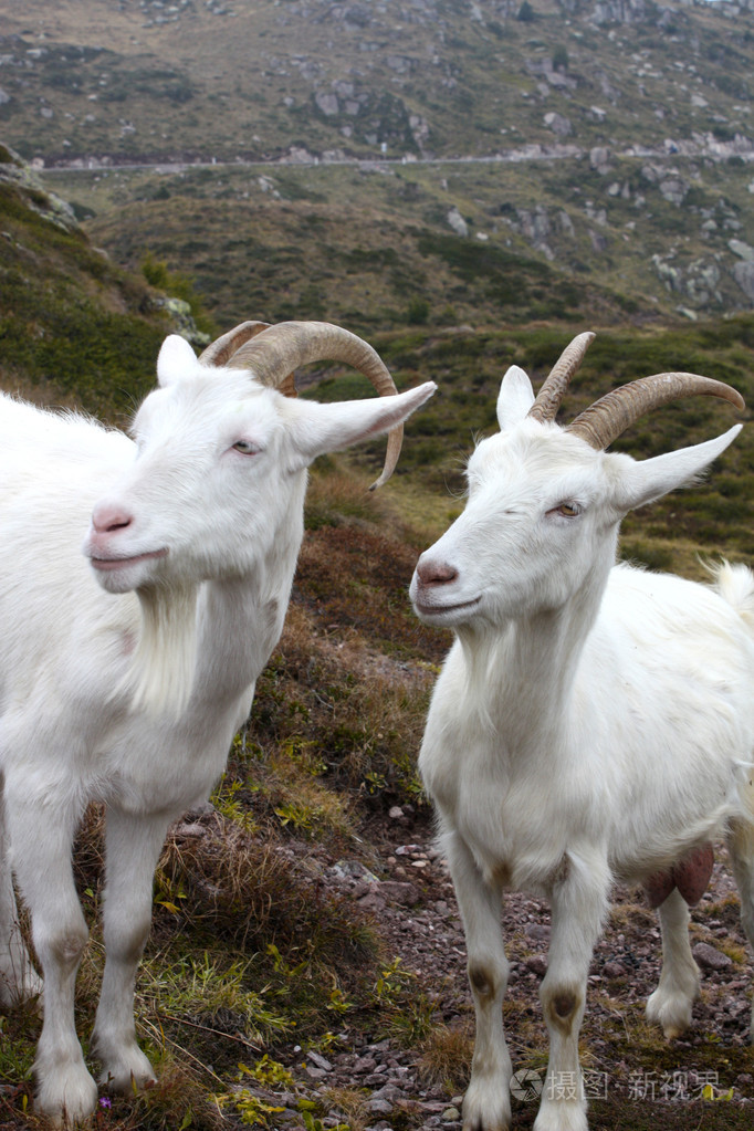 在山中的山羊照片-正版商用图片04ekmg-摄图新视界