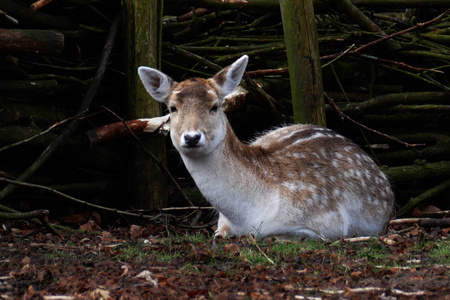 比利时安特卫普公园里的一只鹿