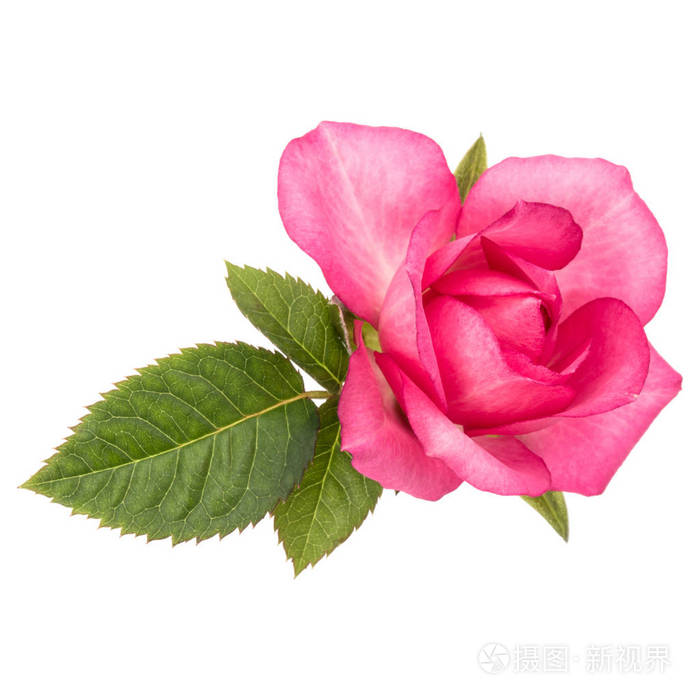一朵粉红色的玫瑰花, 叶子在白色背景上被隔离