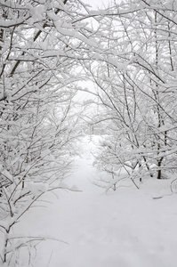 大雪覆盖的公园里的冬季景观。树的树枝上有一层厚重的积雪。