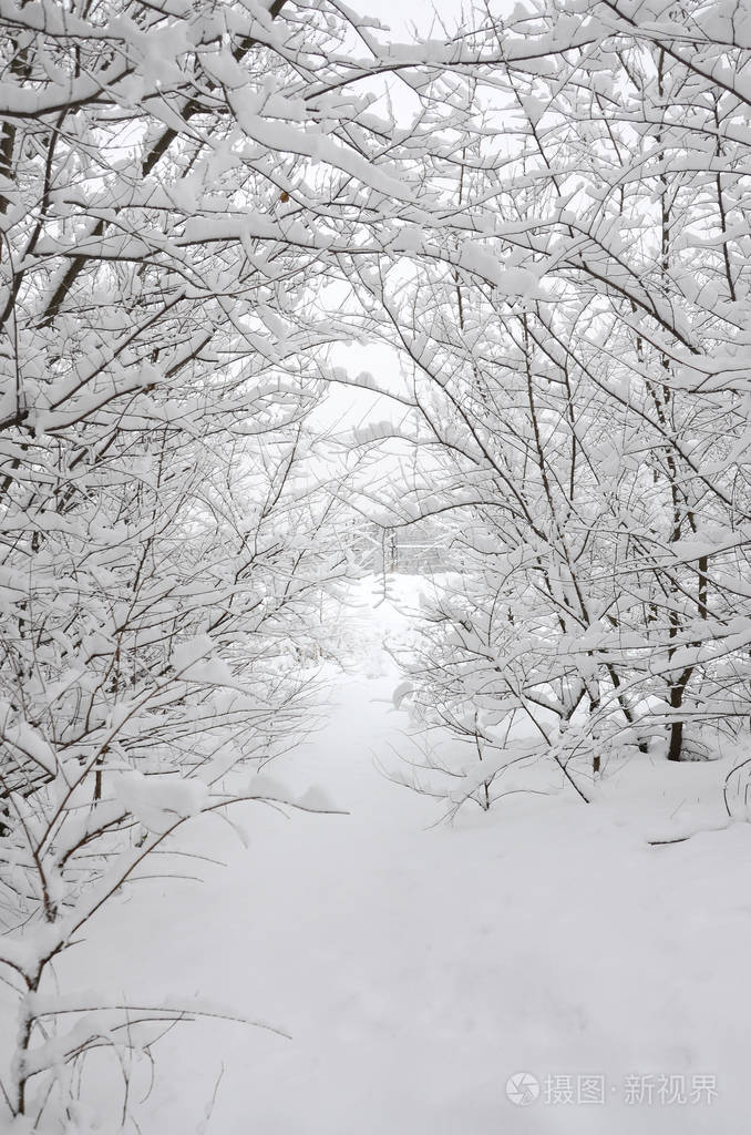 树的树枝上有一层厚重的积雪.