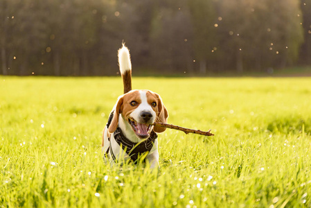 狗猎犬户外