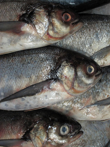 海鲜鱼市场在冰上