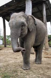 情绪在泰国清迈的丛林小路上引导大象的年轻人亚洲小大象在河里
