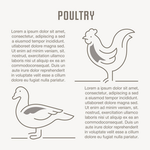 家禽的线条插图。网页横幅和印刷材料的概念。网站横幅和登陆页面模板