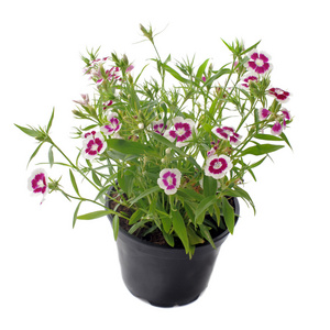 法国万寿菊, 孔雀草照片