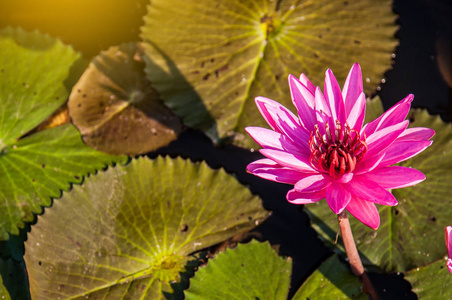 美丽的莲花与明亮的绿色背景。粉红色莲花在黑水与叶子背景