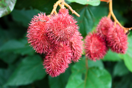 植物染料图片 植物染料素材 植物染料插画 摄图新视界