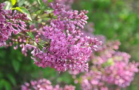 紫丁香花