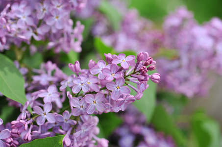 紫丁香花