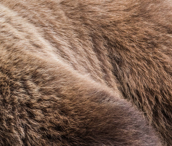 狐狸皮毛动物.家族的食肉哺乳动物.