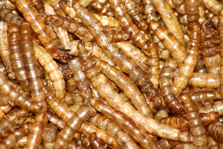 黄粉虫养殖图片大全