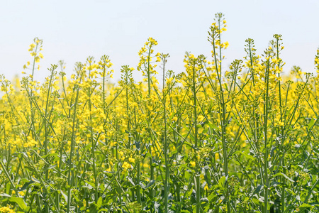 菜籽籽油菜籽中的菜籽花.盛开的油菜花照片