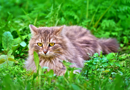 草地上的猫