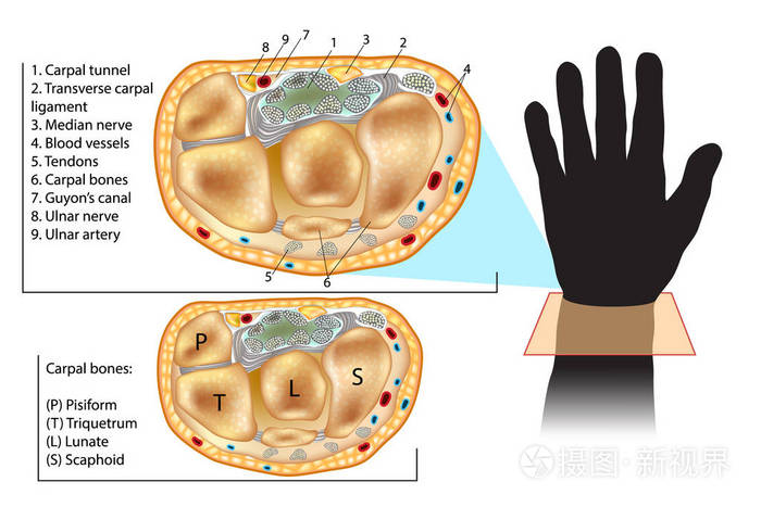 annular ligament图片