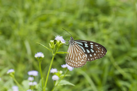 绿色帝王蝶飞图片