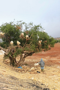 摩洛哥摩洛哥坚果树上山羊