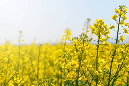 油菜籽中的菜籽花.盛开的油菜花照片
