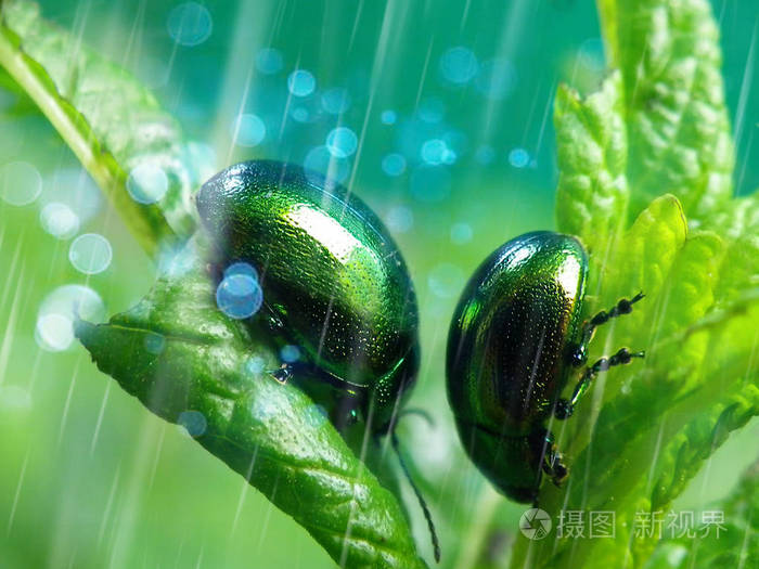绿叶上的两只绿甲虫