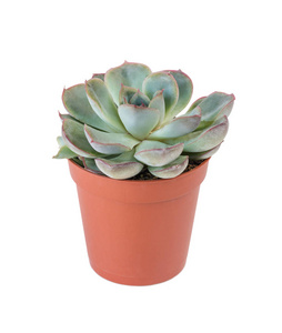 盆栽 echeveria 在白色上隔离