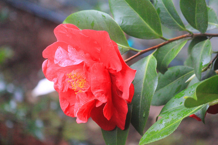 花园里的茶花花图片