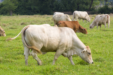 牛群放牧在绿色牧场的奶牛