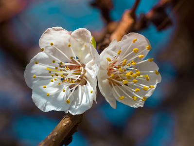 樱花花