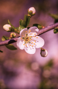 樱花花