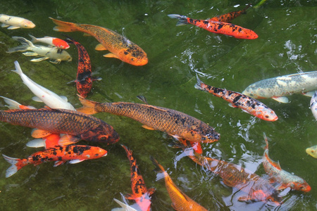 与鲤鱼湖