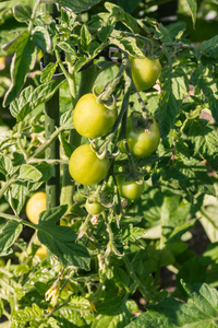 有机蔬菜园生长的未成熟绿藤番茄特写