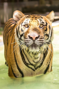 老虎, 一种神奇的自然动物。亚洲