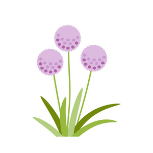 洋葱花图片 洋葱花素材 洋葱花插画 摄图新视界