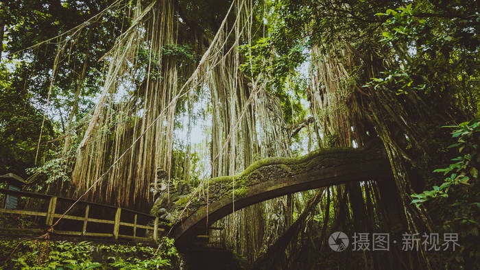 热带丛林树根挂在桥上从神圣的猴子森林保护区, 乌布, 巴厘岛, 印尼的大树