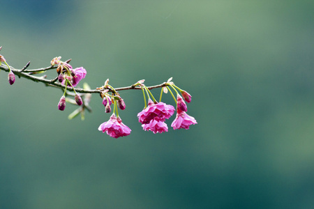 粉红色的樱花