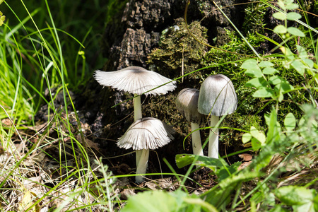白色蘑菇在树附近, 覆盖着青苔在夏天森林里