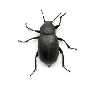 黑色甲壳虫图片