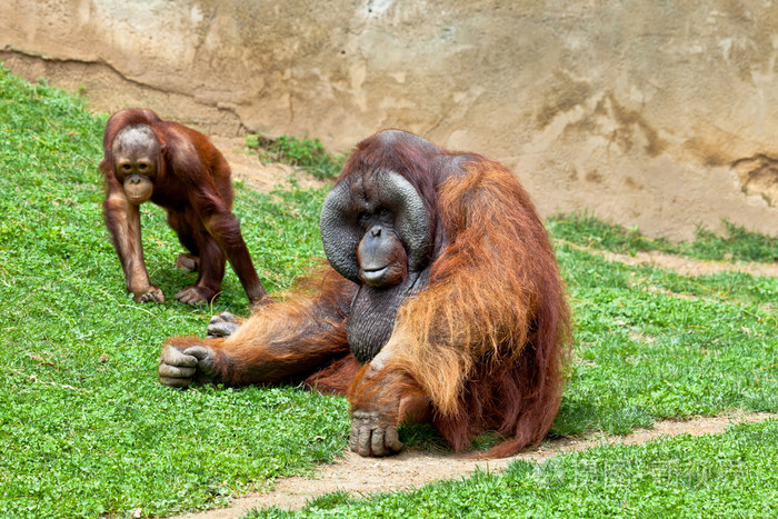 红毛猩猩的婆罗洲庞戈pygmaeus