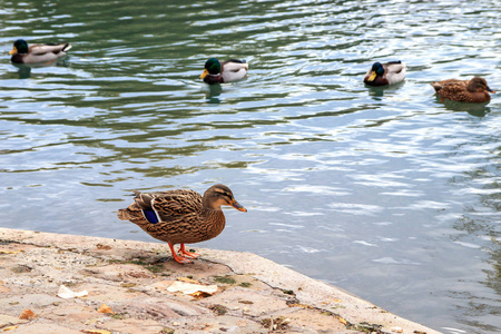 鸭子站立在池塘或湖旁边