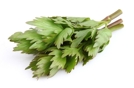 独活草新鲜独活草照片