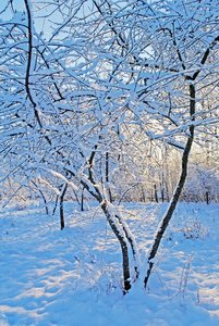 雪树上