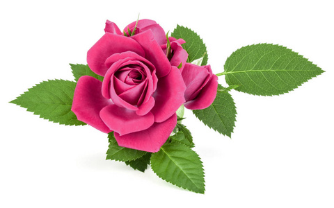 孤立在白色背景上的粉红色玫瑰花卉