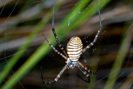 蜘蛛，argiope bruennichi