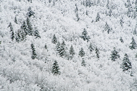 在山上白雪皑皑白树