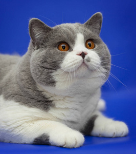 灰色厚实的英国的猫在蓝色背景