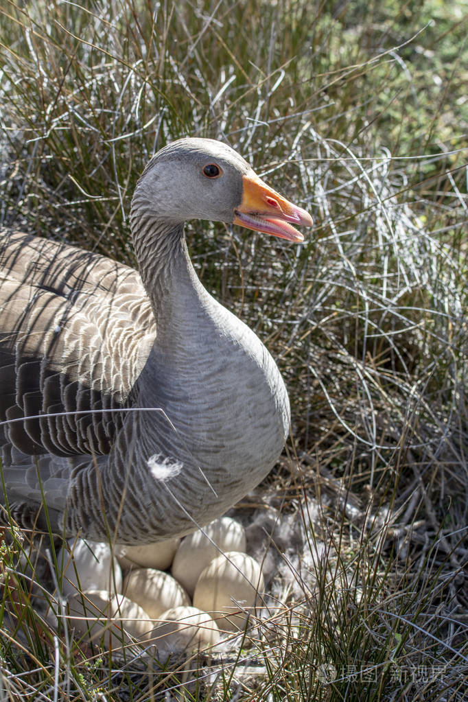 鹅妈妈垂直特写与蛋窝保护