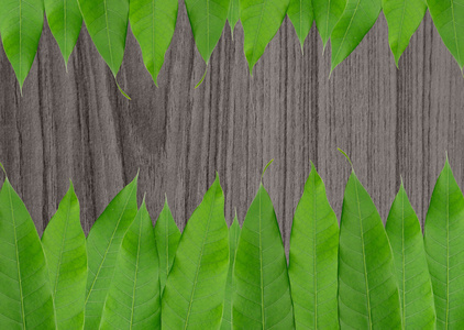 帧从孤立木背景上的绿色叶