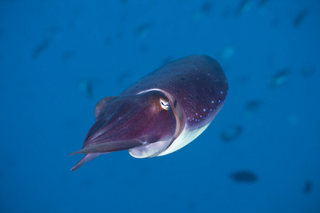 raje anemonefish