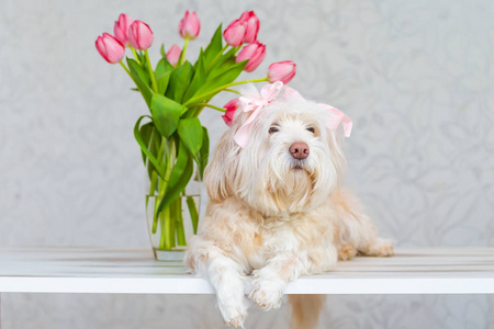 白色的狗, 坐在一束花在花瓶旁边。粉红色郁金香