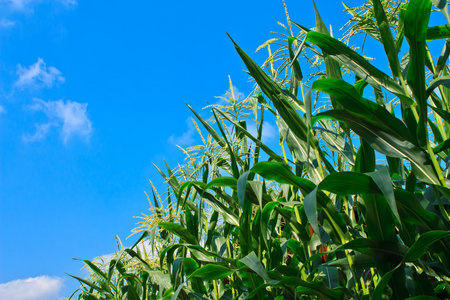玉米田和蓝蓝的天空