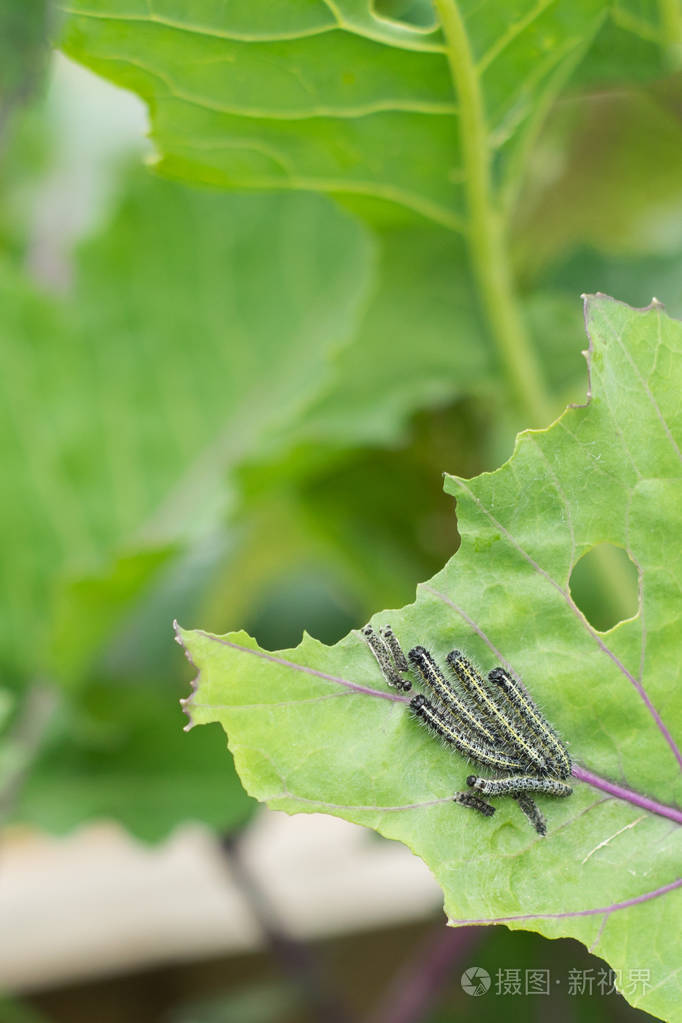 白菜白蝴蝶的毛虫幼虫吃卷心菜的叶子